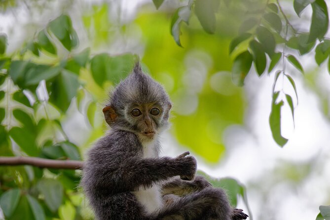3 Days Bukit Lawang Tour (Happy Jungle) - Day 1: Arrival and Bukit Lawang Exploration