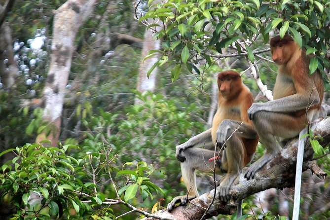 4-Day Private Orangutan and Bornean Primates Tour From Pangkalanbuun - Requirements and Policies