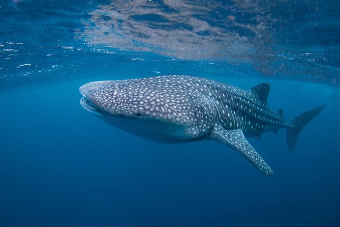 5 Fun Dives in Nusa Lembongan (For Certified Divers) - Swim With a Mola Mola - Included in the Package