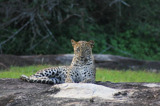 7-Hour Safari Tour Yala National Park - 4.30 Am To11.30 Am - Spotting Wildlife