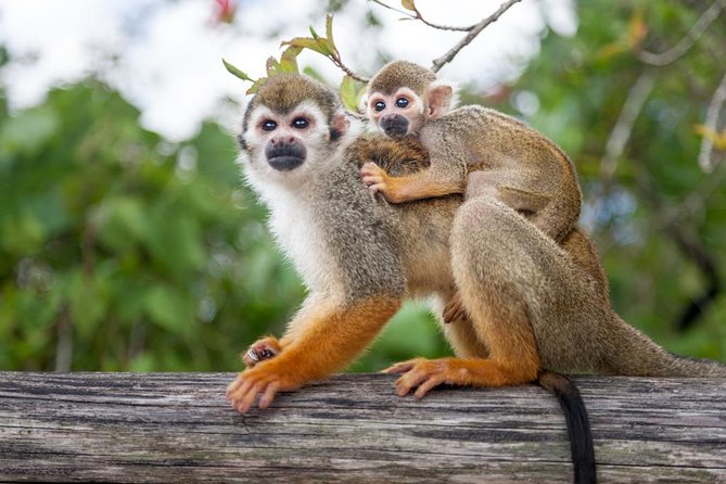 Adventure Bundle: Monkeyland, Ziplines & Buggies Punta Cana - Buggy Ride to Anamuya River