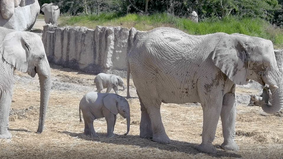 Africam Safari Conservation Park - Additional Information for Visitors