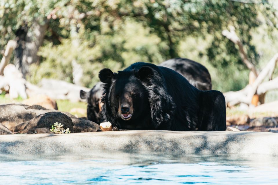 Alpine: Lions Tigers & Bears Sanctuary Visit and Feeding - Location and Directions