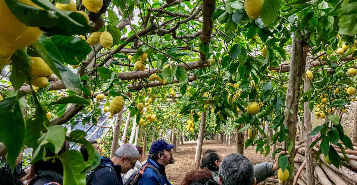 Amalfi Coast Path of the Lemon Private Walking Tour - Azienda Agricola Cuonc Cuonc