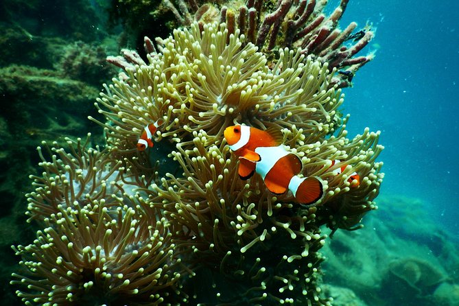 Amazing Blue Lagoon Snorkeling With Private Hotel Transfer - Coral Reefs and Marine Life