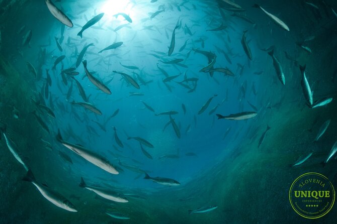 An Unforgettable Day With Fish, Wine and Olive Oil Tasting - Departure and Return