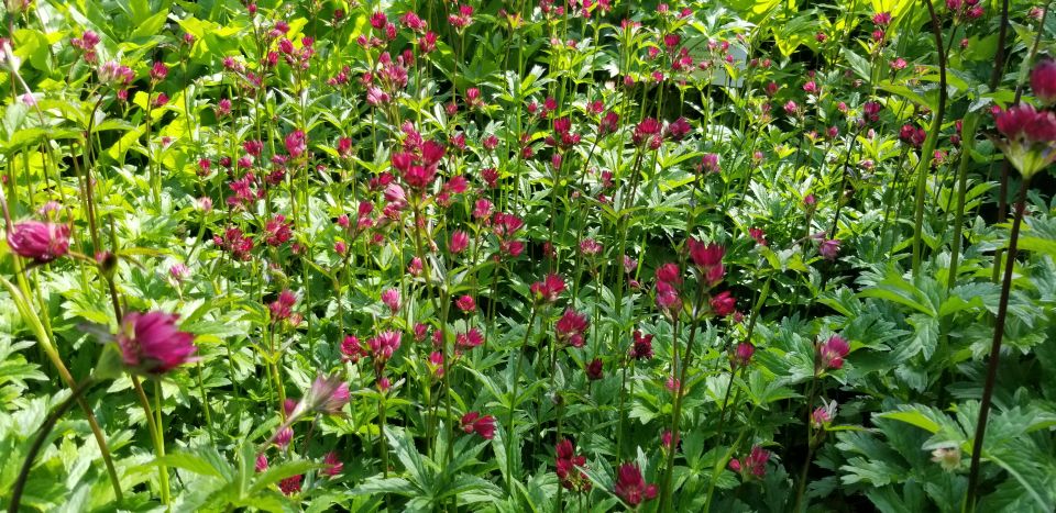 Anchorage: Botanical Garden Walking Tour - Tour Meeting Point