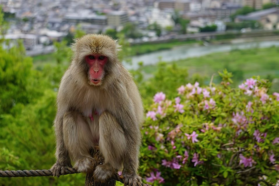 Arashiyama Kyoto: Bamboo Forest, Monkey Park & Secrets - Iwatayama Monkey Park