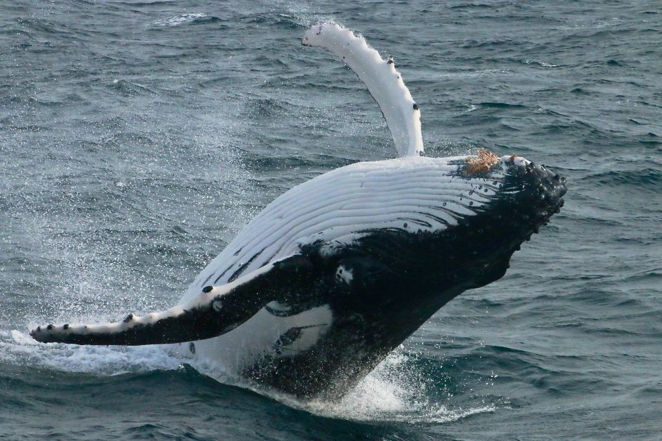 Augusta: Whale Watching Tour - Important Information