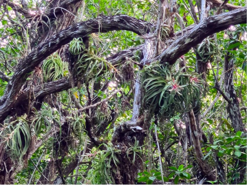 Bacalar: Explore the Pirate Route and Laguna Islet. - What to Bring for the Adventure