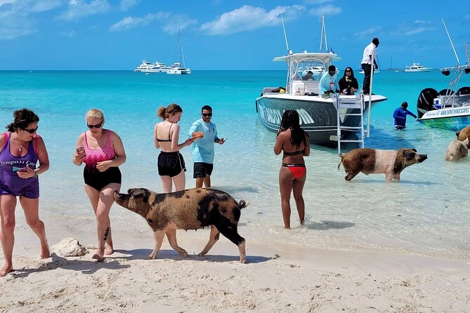 Bahamas Swimming Pigs Full Day Exuma Boat Tour - Interacting With Wildlife