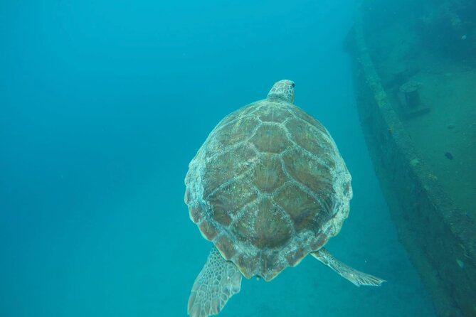 Barbados Island Tour, Monkey Feeding & Swimming With the Turtles - Snorkeling at a Shipwreck