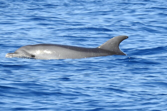 Be Whale Wise - Silent Whale & Dolphin Watching in a Small Group - Uniqueness of Silent Whale Watching