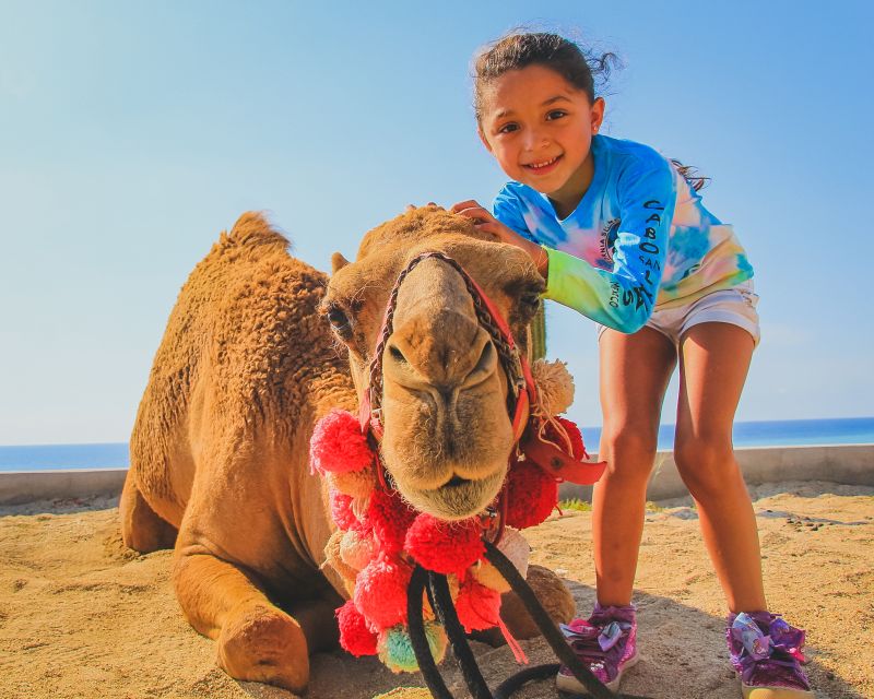 Beach Camel Ride & Encounter in Cabo by Cactus Tours Park - Camel Encounter