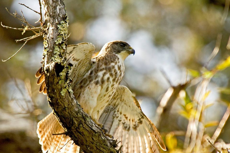 Big Island: Native Bird Watching & Hiking Tour - Guided Hiking Experience