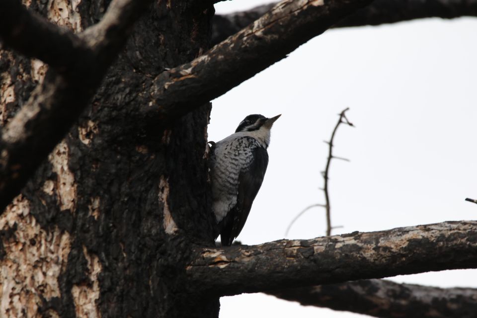 Birding Hike and Hot Spring Soak From Denver - Excluded Services