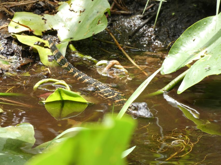 Blackwater Creek: Exclusive Nature Escape Kayak Adventure - Small Group Exploration