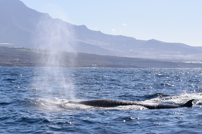 Bonadea II Ecological Whale Watching, 2 Hours - Environmental Protection Commitment