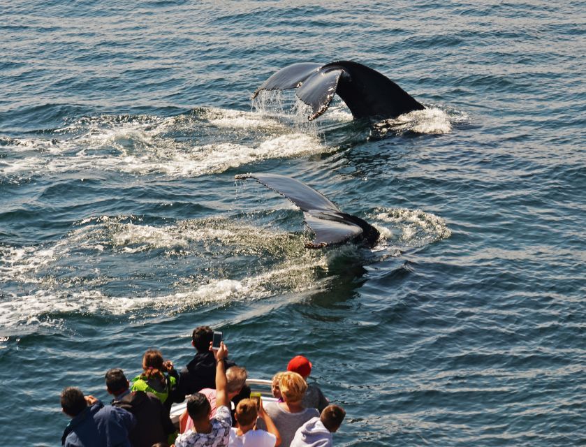 Boston: Whale Watching Catamaran Cruise - Booking and Reservations