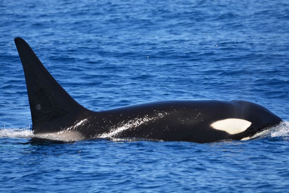 Bremer Canyon Orca Experience From Bremer Bay - Environment Highlights