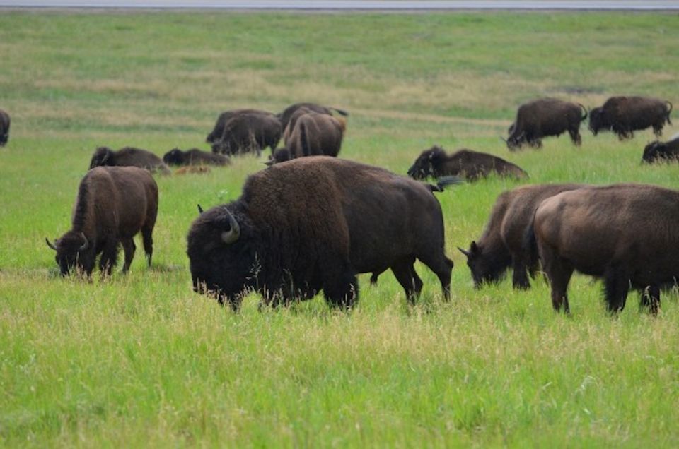 Buffalo Jeep Safari & Mammoth Site Tour - Recap