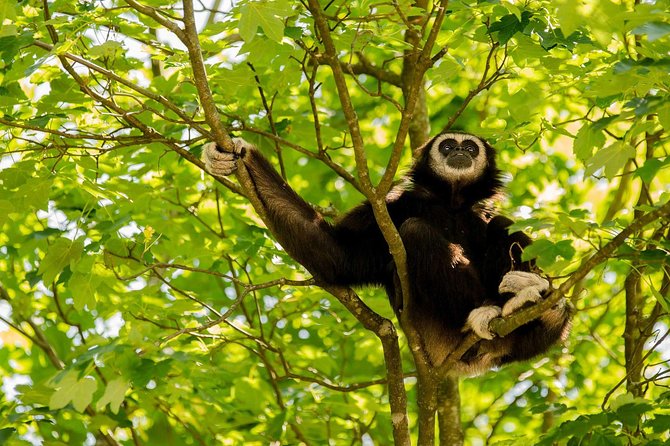 Bukit Lawang Full Day Jungle Trek - Wildlife Spotting Opportunities