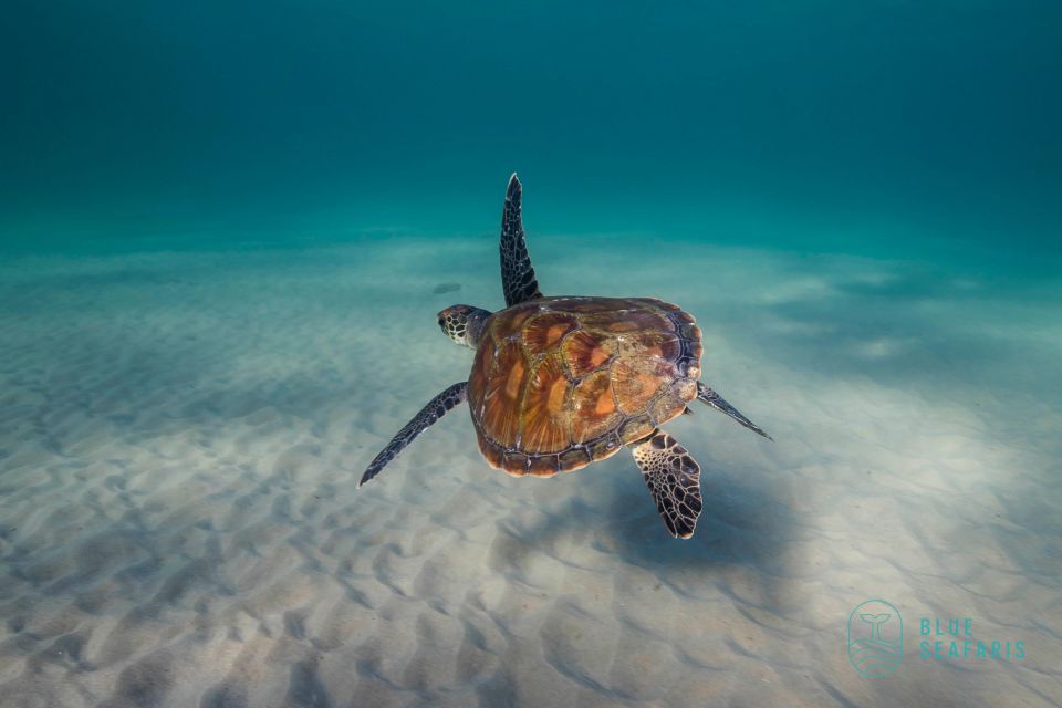 Byron Bay: Snorkelling Tour of Julian Rocks Nuthungulli - Frequently Asked Questions