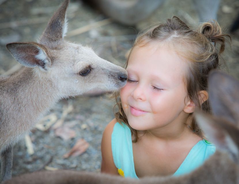 Cairns: Daintree Rainforest, Mosman Gorge, & Aboriginal Tour - Frequently Asked Questions