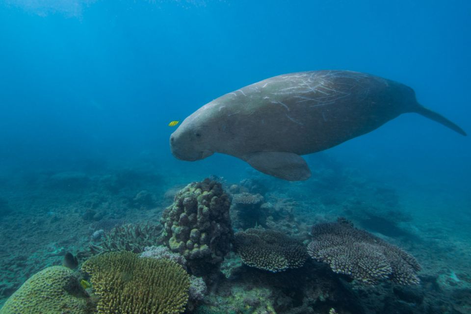 Cairns: Snorkel & Dive a Secluded Great Barrier Reef Island - Explore Marine Ecosystem With Experts