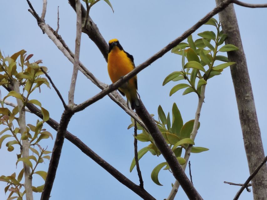 Cancún: Guided Birdwatching Hike - Birdwatching Locations