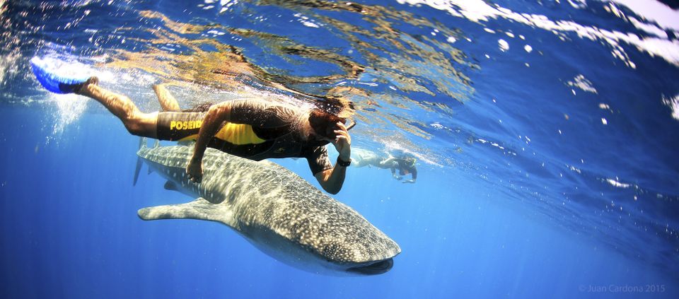 Cancun or Riviera Maya: Whale Shark Tour & Playa Norte Beach - Frequently Asked Questions