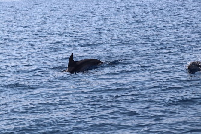 Catamaran Excursions in the Asinara Island National Park - Cancellation Policy and Refunds