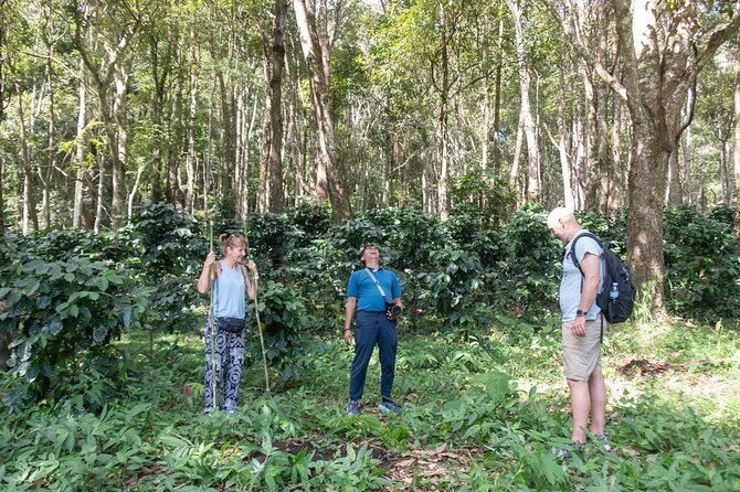 Chiang Mai Coffee Tour: Trekking to Farm, Roast and Brew Workshop - Participant Guidelines