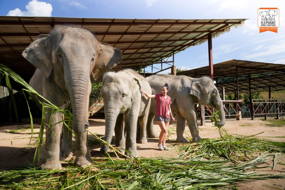 Chiang Mai: Elephant Jungle Sanctuary With Lunch & Transfer - Refreshing River Bath