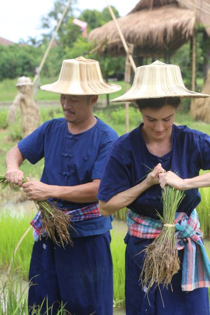 Chiang Mai: Thai Buffalo and Rice Planting Experience - Pickup and Drop-off Service