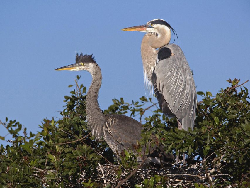 Cocoa Beach: Thousand Islands Banana River Boat Cruise - Nearby Attractions