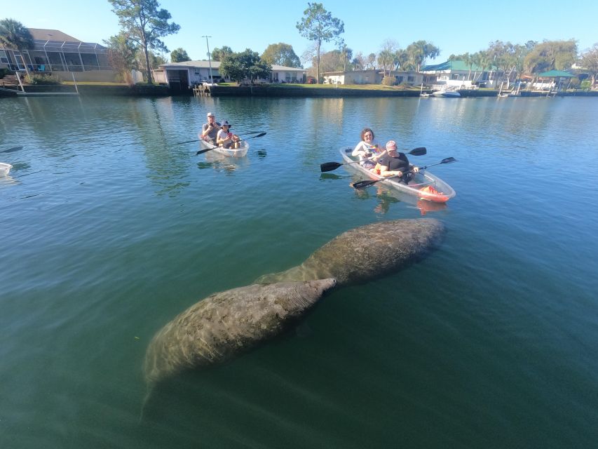 Crystal River: Springs and Manatees Clear Kayak Tour - Paddling to Three Sisters Springs