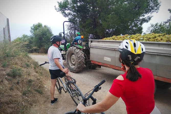 Cycling for Vino Bike Ride From Sitges, Barcelona With Hotel Pick Up. - Wine Tasting and Sampling