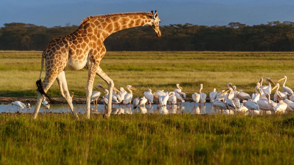 Day Trip to Hells Gate and Lake Naivasha - The Echo Wall Mystery