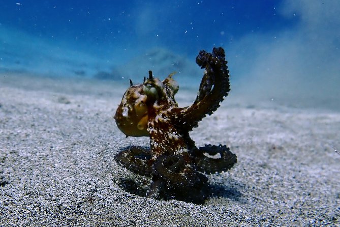 Discover Scuba Diving - Ideal for Beginners and Experts