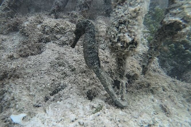 Discovery by Boat of the Mangrove and Its Lagoon in 7 Stages Including 4 Swimming - Swimming Stages