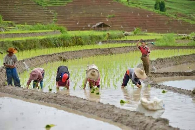 Doi Inthanon National Park Tour With 2-Hour Fantastic Trekking - Exceptional Reviews and Ratings