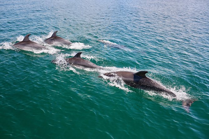 Dolphin Search - Dolphin Quest - Group Size and Cancellation Policy
