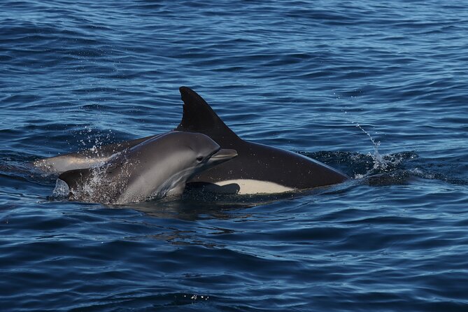 Dolphin Watch & Benagil Caves Boat Tour With Biologist Guide - Biologist Guide