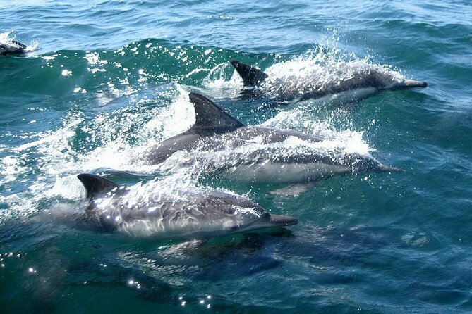 Dolphin Watching + 2 Islands Tour - From Faro - Exploring Farol Island