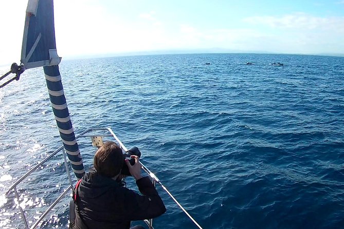 Dolphin Watching & Conservation - Dolphins in the Gulf of Catania - Preparing for the Dolphin Viewing