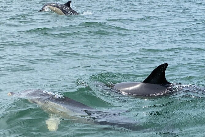 Dolphin Watching in Lisbon - Tour Schedule and Duration