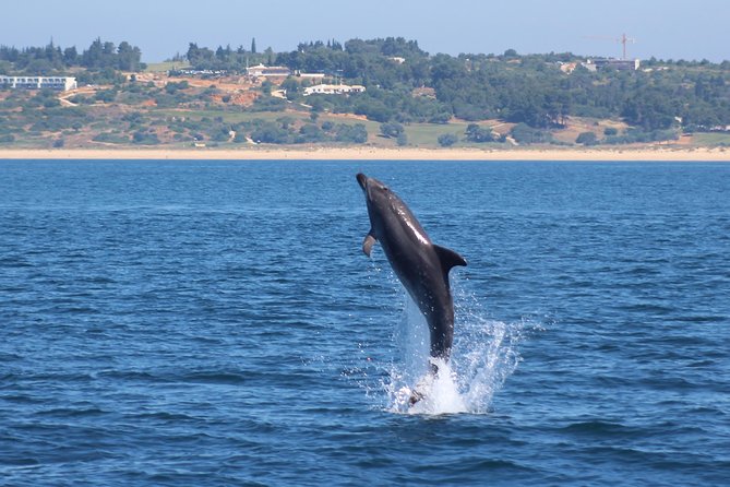 Dolphin-Watching in Marina De Lagos - Booking Confirmation and Policies
