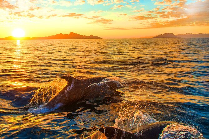 Dolphins Watching in the National Park Brijuni From Pula - Adriatic Coast Scenery