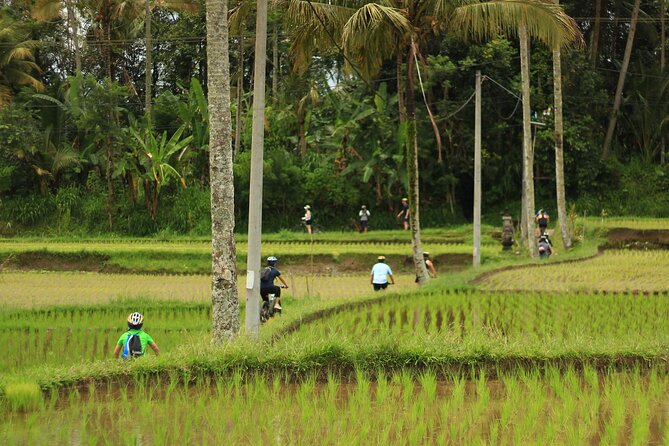 Downhill Cycling Tour Ubud Through Jungle and Rice Terrace - Balinese Countryside